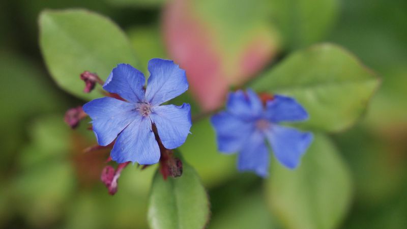 Close-up of vibrant blue flowers with green leaves in soft natural outdoor light